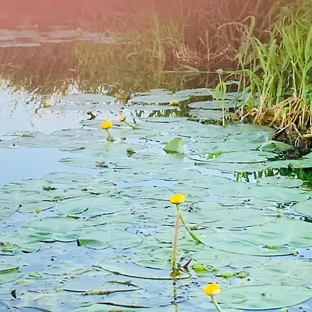 Ausflugsrestaurant & Aalbude & Hausflossvermietung 15 Ps Am Kummerower See-verchen 3* Dargun